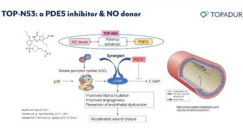 瑞士Topadur Pharma 以cGMP酶双效调节创新疗法应对老年疾病挑战