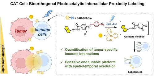 突破细胞互作研究瓶颈 陈鹏与樊新元团队开发革命性生物正交光催化标记技术